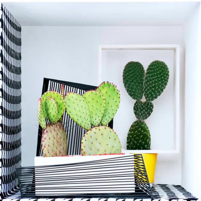 plantas-decorar-casa-cactus