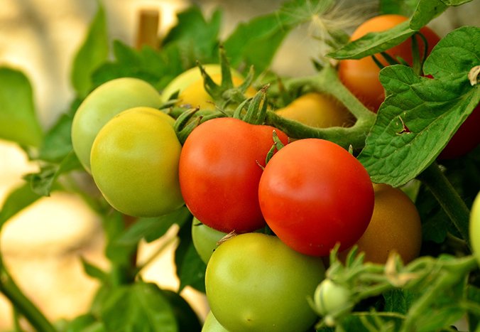 huerto-urbano-tomates