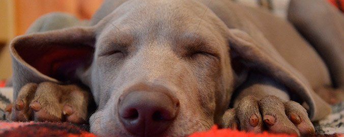 ¿Vivir en un piso de alquiler con mascotas?