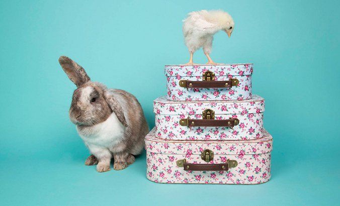 Huevos, conejos, colores alegres... Tendencias de decoración para esta Pascua - Fotocasa Life Tendencias decoracion Pascua 2016