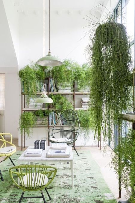 Plantas en casa para combatir el calor Las plantas evitan el calor en casa