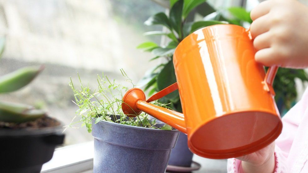 Fregar y regar puede ayudar