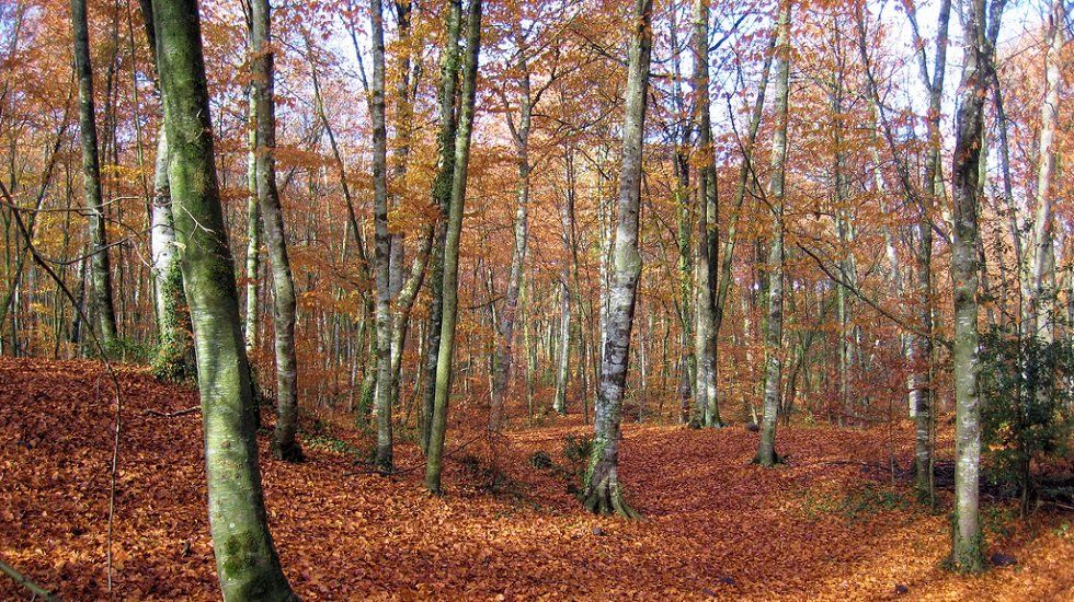 Vivir cerca del bosque: cinco viviendas de cuento - Fotocasa Life Vivir cerca del bosque: cinco viviendas de cuento - Fotocasa Life - casa, Casas bonitas, Casas curiosas, Casas de campo, Casas de montaña, Casas rústicas, naturaleza - Curiosidades - Si bien es imposible vivir en el corazón de estos parajes (por suerte, la mayoría están protegidos como reservas naturales), sí tenemos la oportunidad de mudarnos cerca de ellos. Así que hoy nos hemos propuesto encontrar cinco viviendas de cuento muy cerca de los bosques más bellos del país.