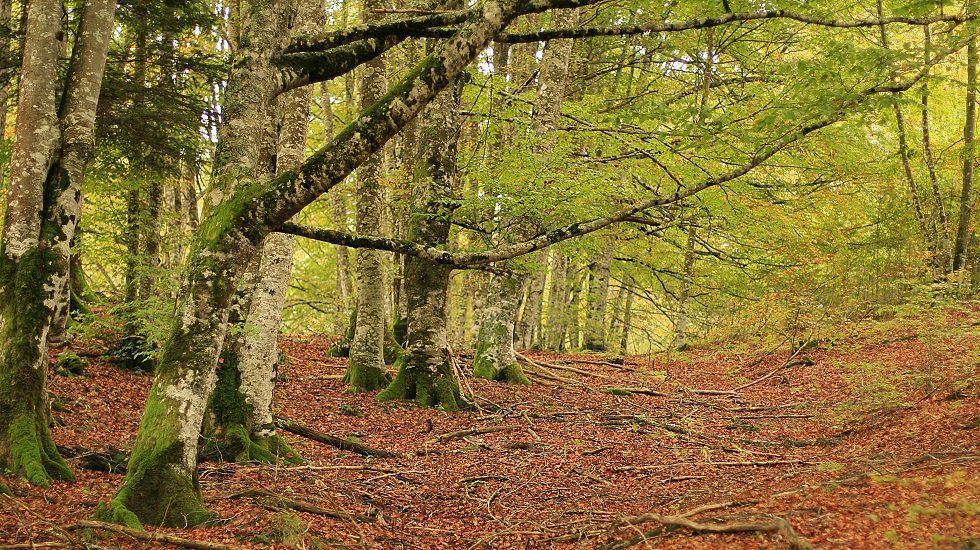 Vivir cerca del bosque: cinco viviendas de cuento - Fotocasa Life Iratiko oihana