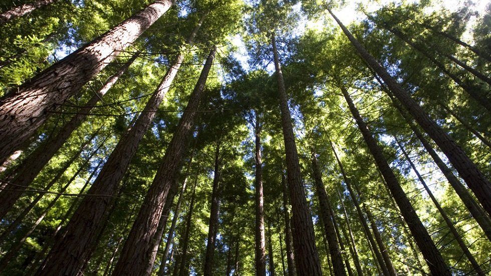 Vivir cerca del bosque: cinco viviendas de cuento - Fotocasa Life Vivir cerca del bosque: cinco viviendas de cuento - Fotocasa Life - casa, Casas bonitas, Casas curiosas, Casas de campo, Casas de montaña, Casas rústicas, naturaleza - Curiosidades - Si bien es imposible vivir en el corazón de estos parajes (por suerte, la mayoría están protegidos como reservas naturales), sí tenemos la oportunidad de mudarnos cerca de ellos. Así que hoy nos hemos propuesto encontrar cinco viviendas de cuento muy cerca de los bosques más bellos del país.
