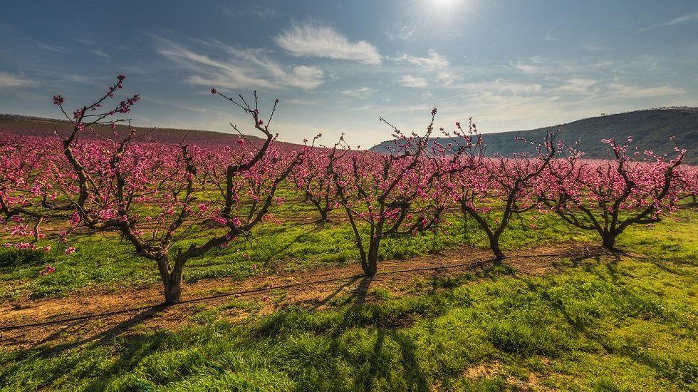 Tasación: ¿Cuánto vale tu finca rústica? - Fotocasa Life Tasación: ¿Cuánto vale tu finca rústica? - Fotocasa Life - vender - Compraventa - Una finca rústica puede ser objeto de compra, venta, alquiler o expropiación, pero para realizar transacciones justas es necesaria la valoración.
