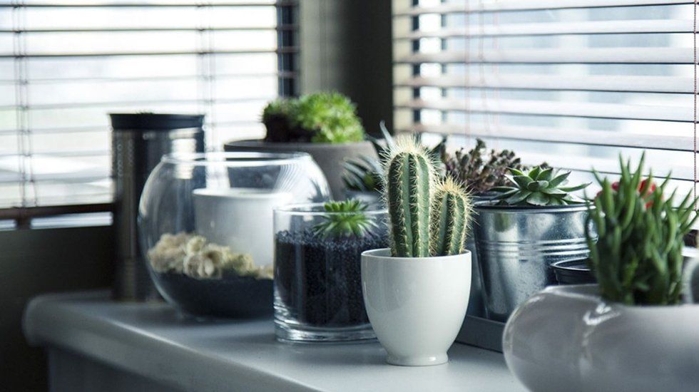 Decoraciones estrella para este otoño