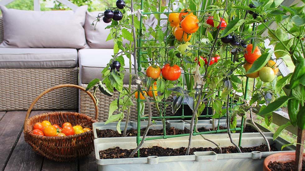 Todas las claves para instalar un huerto urbano en tu casa