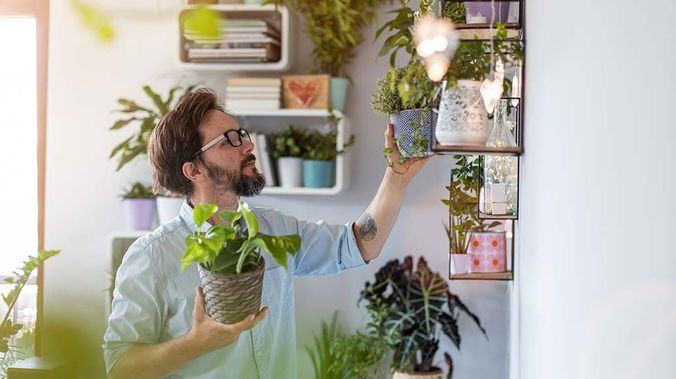 Plantas de interior