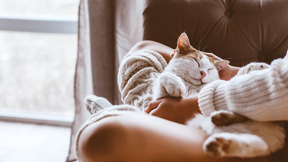 El COVID-19 en mascotas: ¿Cómo podemos prevenir los contagios?