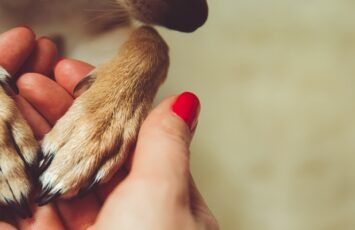 Solo el 5% de los pisos de alquiler aceptan mascotas, según datos de Fotocasa