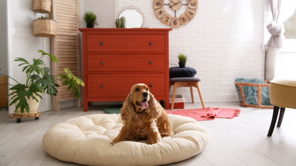 ¿Tengo que hacerle un seguro a mi mascota?