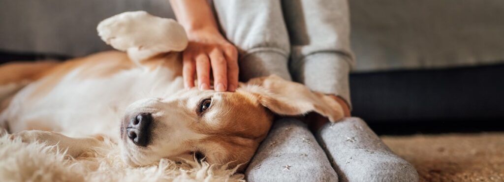 ¿Cuál es el destino de una mascota si fallece su dueño?