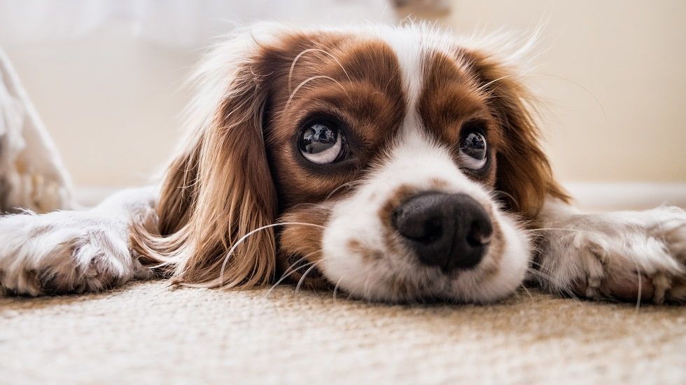 llegada de mascota al hogar Cómo preparar la casa para la llegada de una mascota - Fotocasa Life - casas con mascota, seguro de mascota, vivienda - Mascotas, Hogar - Los beneficios de tener una mascota son infinitos. De hecho, está demostrado que convivir con un animal nos hace sentir más felices. Sin embargo, su llegada a nuestro hogar va a conllevar una serie de responsabilidades como, por ejemplo, adecuarlo por completo.