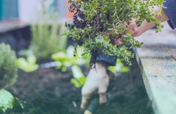 Decora tu terraza o jardín: ¿qué plantar en verano?