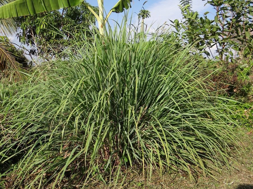 citronela Las 7 plantas antimosquitos más efectivas del mercado - Fotocasa Life - calor, hogar, Plantas, Verano - Inspiración - La subida de las temperaturas conlleva siempre la llegada de mosquitos. Estos pequeños insectos suelen resultar muy incómodos, tanto si estamos al aire libre como dentro de nuestra casa. Sin embargo, existen diversas formas de evitarlos de manera natural, como las plantas antimosquitos o las velas repelentes.