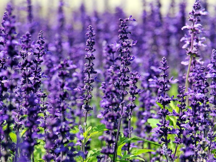 lavanda Las 7 plantas antimosquitos más efectivas del mercado - Fotocasa Life - calor, hogar, Plantas, Verano - Inspiración - La subida de las temperaturas conlleva siempre la llegada de mosquitos. Estos pequeños insectos suelen resultar muy incómodos, tanto si estamos al aire libre como dentro de nuestra casa. Sin embargo, existen diversas formas de evitarlos de manera natural, como las plantas antimosquitos o las velas repelentes.