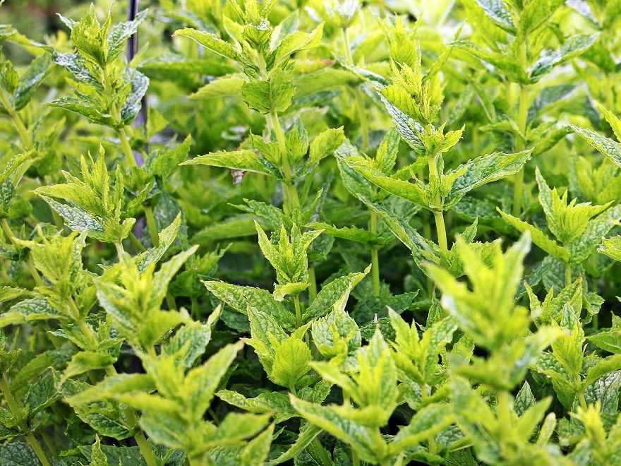 menta Las 7 plantas antimosquitos más efectivas del mercado - Fotocasa Life - calor, hogar, Plantas, Verano - Inspiración - La subida de las temperaturas conlleva siempre la llegada de mosquitos. Estos pequeños insectos suelen resultar muy incómodos, tanto si estamos al aire libre como dentro de nuestra casa. Sin embargo, existen diversas formas de evitarlos de manera natural, como las plantas antimosquitos o las velas repelentes.