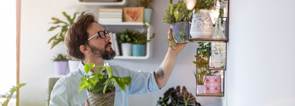 Las 7 plantas antimosquitos más efectivas del mercado