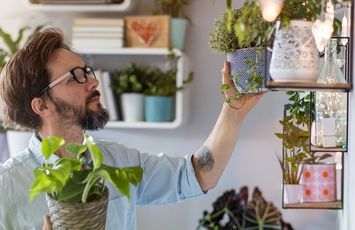 Las 7 plantas antimosquitos más efectivas del mercado