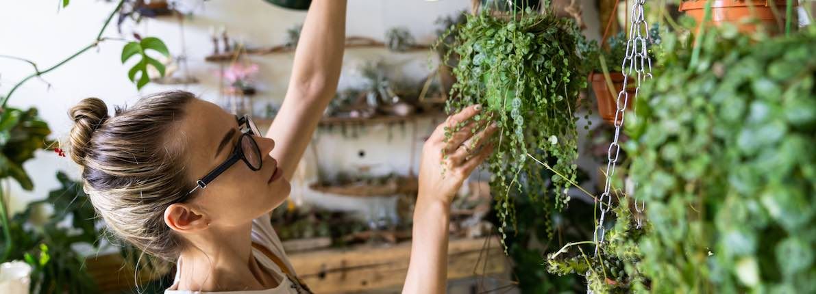 5 plantas purificadoras del aire de nuestra casa