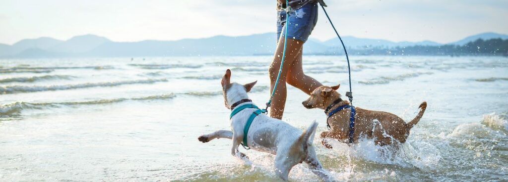 Playas para perros en España