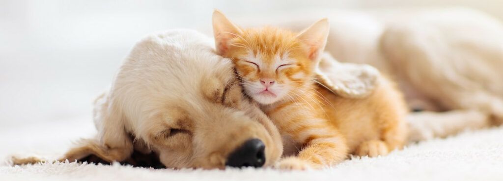 Cómo crear un rincón para nuestra mascota en casa