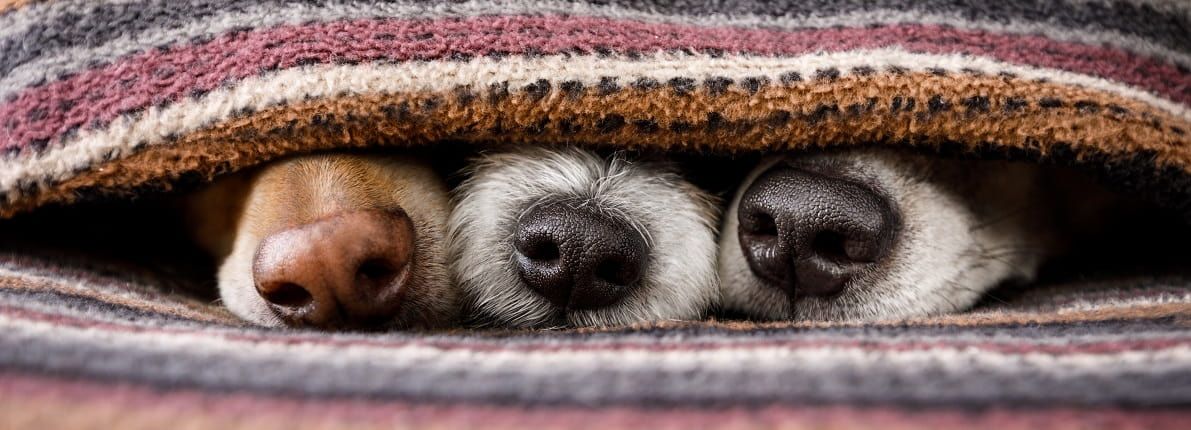 Nueva Ley de Protección Animal: conoce los derechos de tu mascota