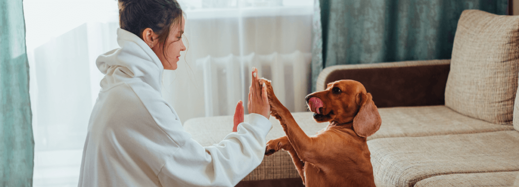 Los 5 accesorios tecnológicos para perros y gatos que están revolucionando el mercado