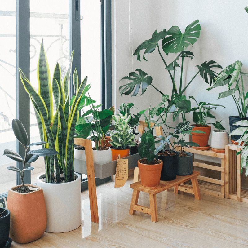 Mudarse con plantas
