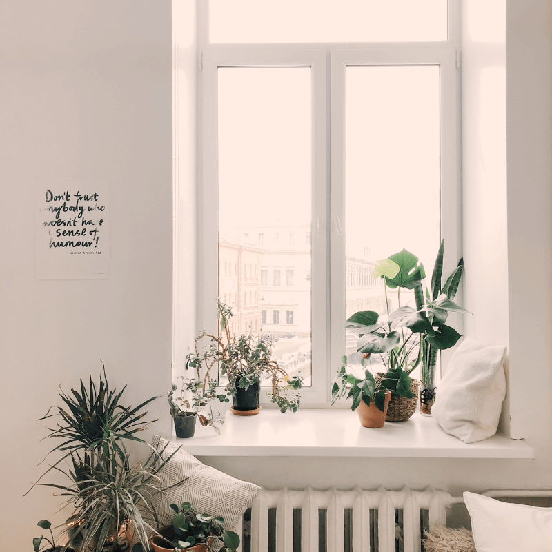 Mudarse con plantas