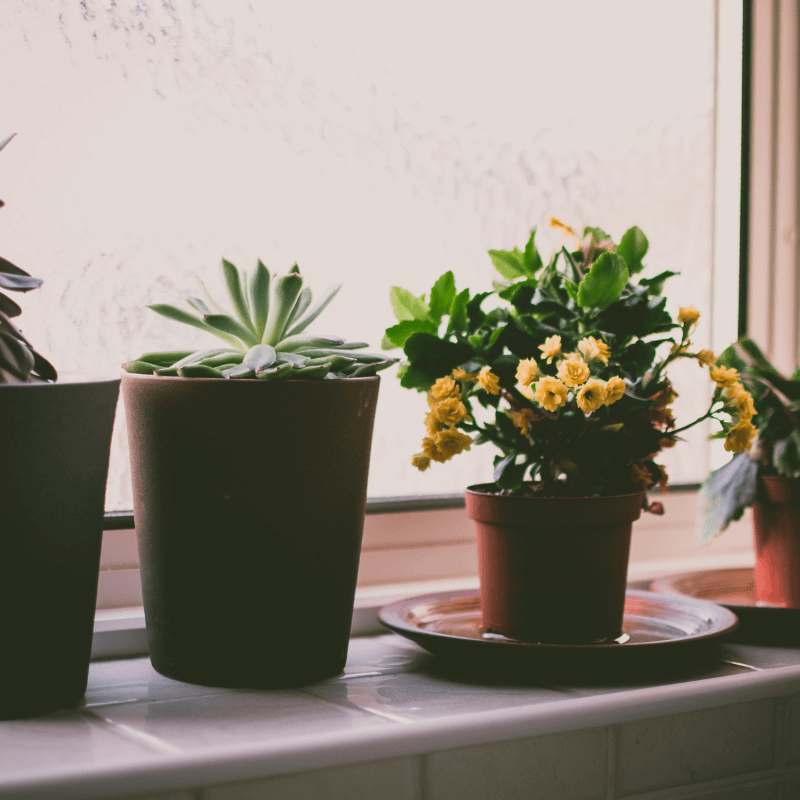 Mudarse con plantas
