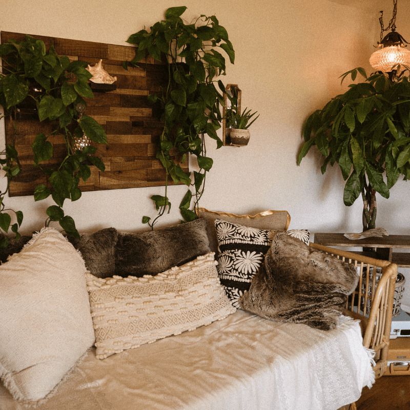 Mudarse con plantas