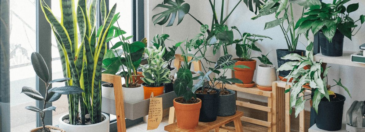Cuidados para las plantas más comunes en casa este verano