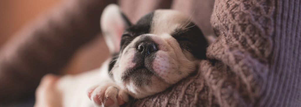 Cómo preparar tu casa para la llegada de un cachorro