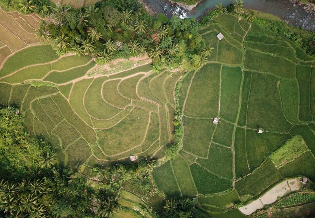 agricultura vertical