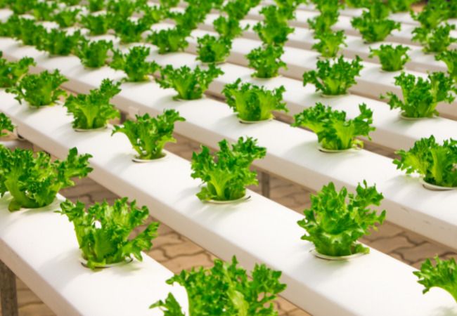 agricultura vertical