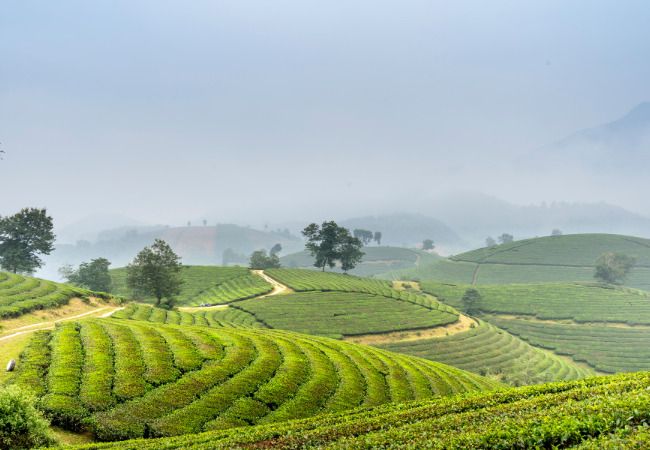 agricultura vertical