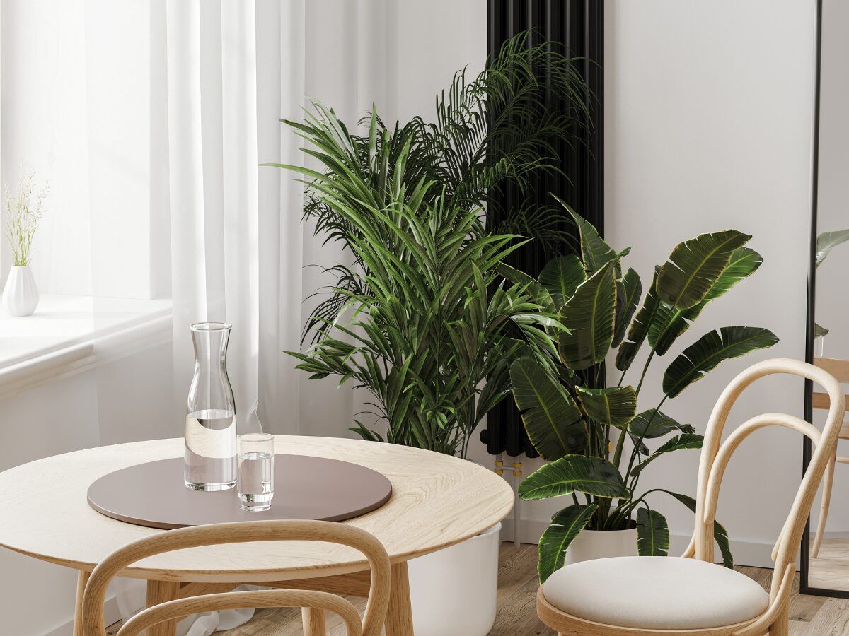 Enseñar Casa con plantas