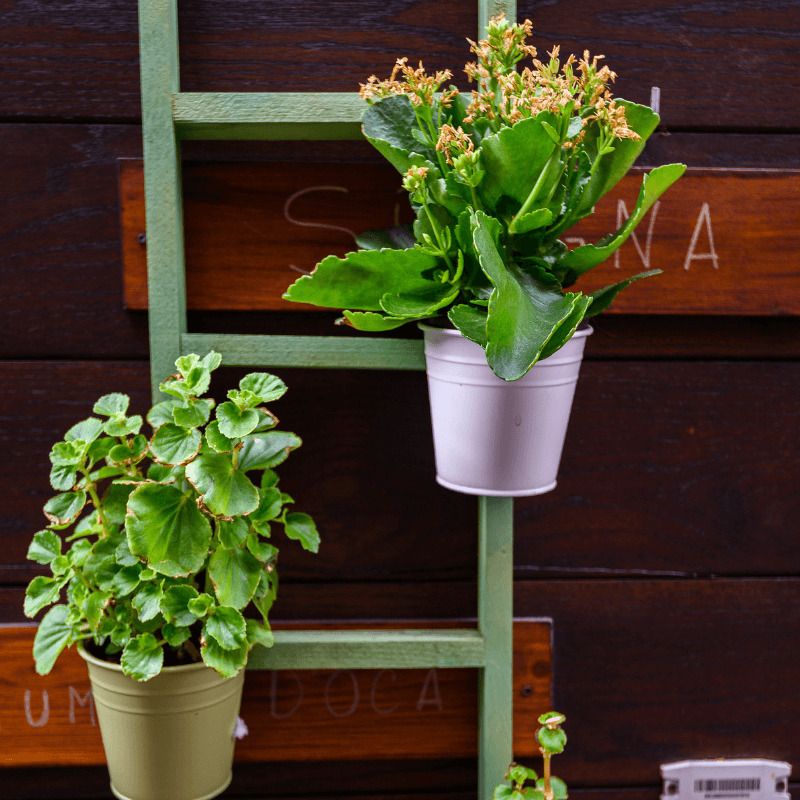 estantería escalera plantas