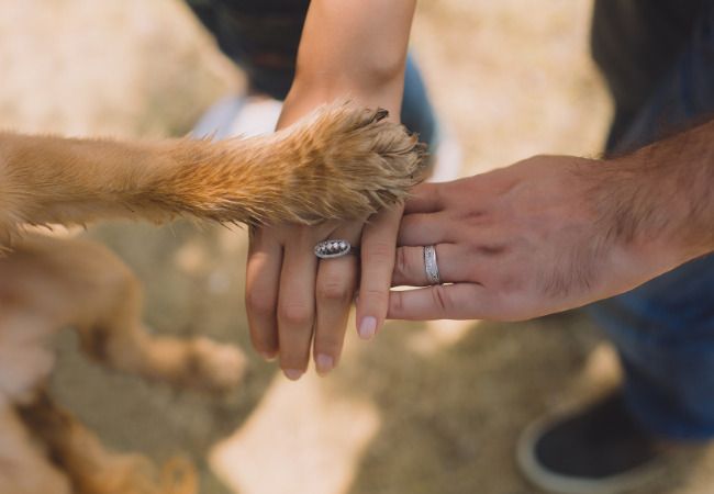 perros para pisos pequeños