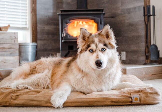 perros para pisos pequeños