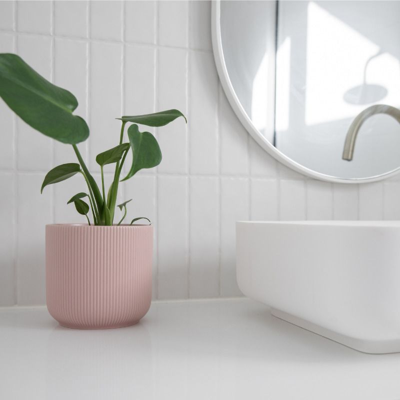 plantas baño