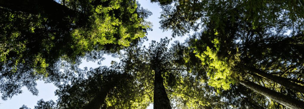 Las cumbre de la ONU COP27 finaliza con importantes mejoras respecto al cambio climático