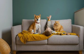Aragón es la comunidad con mayor dificultad para alquilar una vivienda a familias con gatos y perros y Madrid la más permisiva
