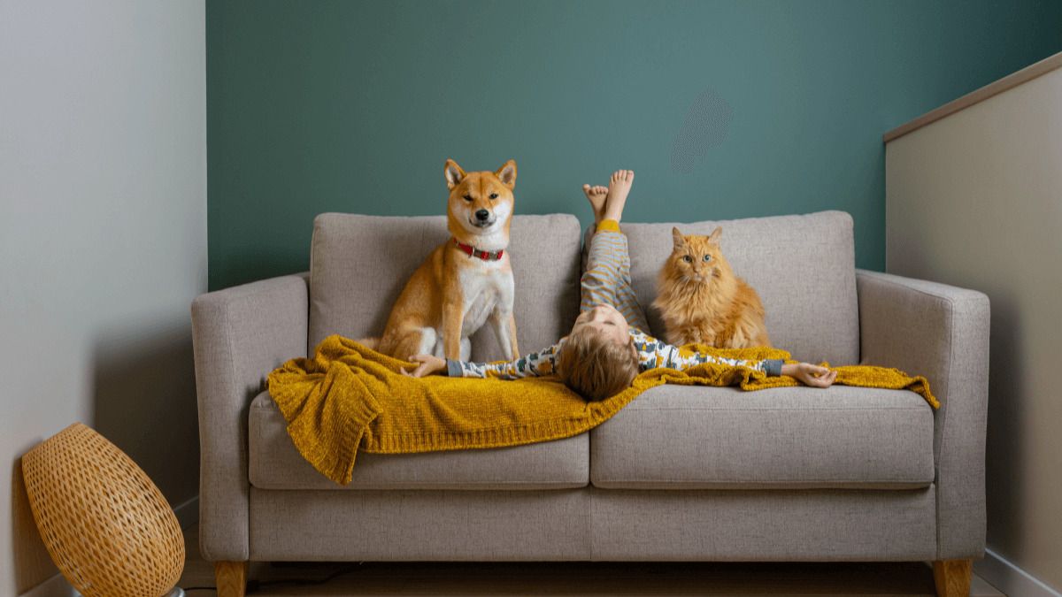 Aragón es la comunidad con mayor dificultad para alquilar una vivienda a familias con gatos y perros y Madrid la más permisiva