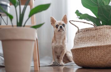 ¿Qué plantas debes dejar fuera del alcance de tus mascotas en casa?