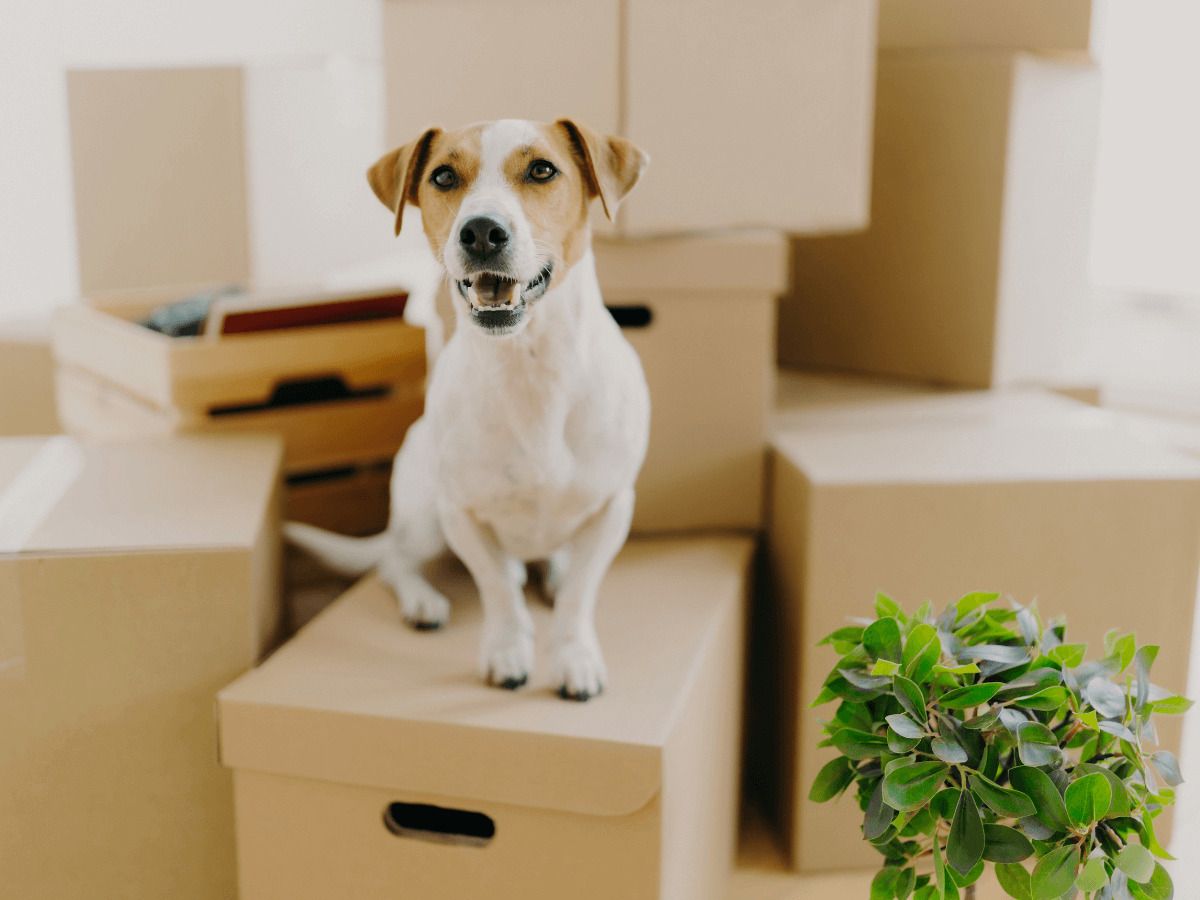 plantas toxicas para mascotas