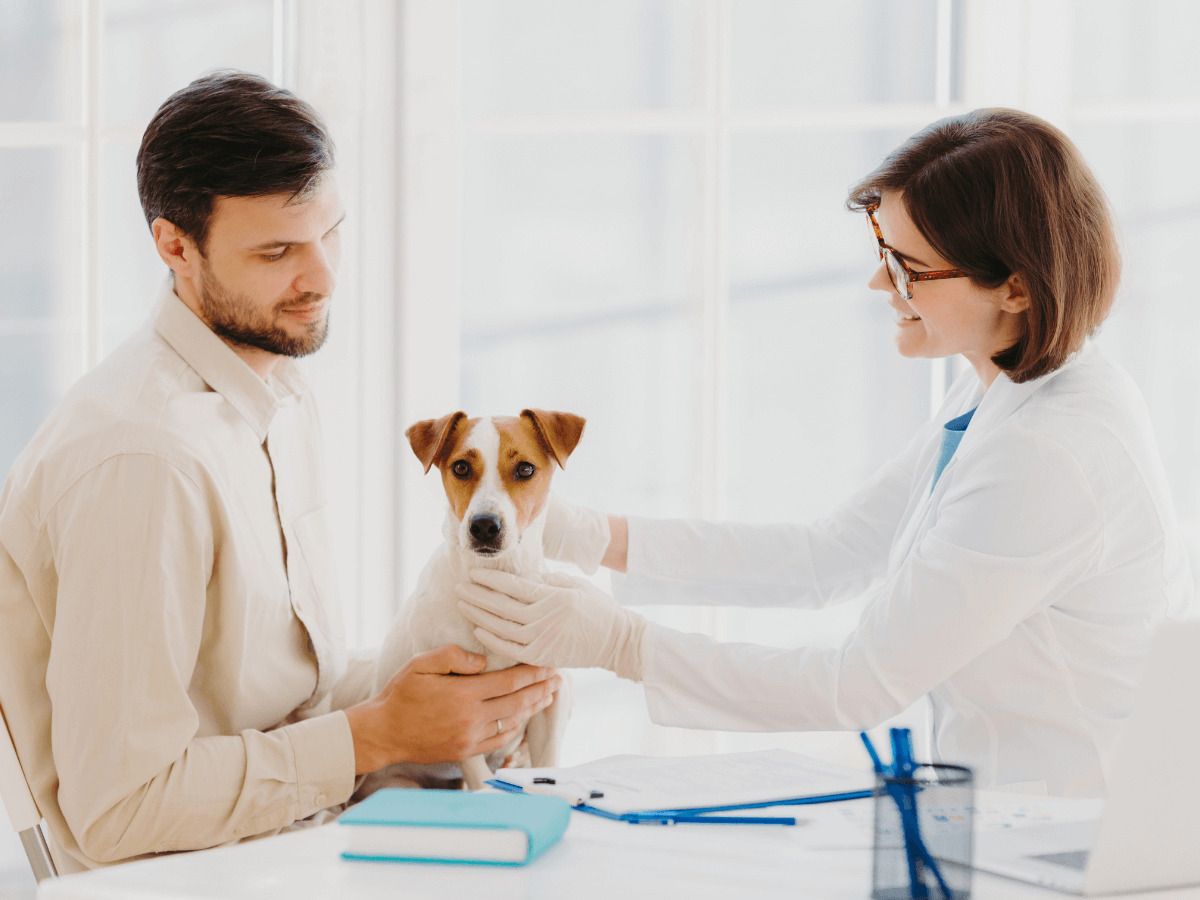 plantas toxicas para mascotas