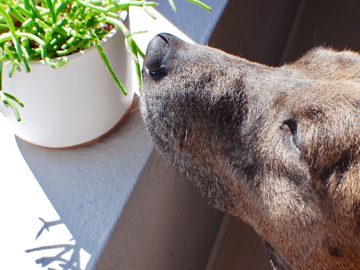 plantas toxicas para mascotas